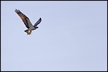 Sigma 70-200 2,8 ex HSM-_mg_7320.jpg