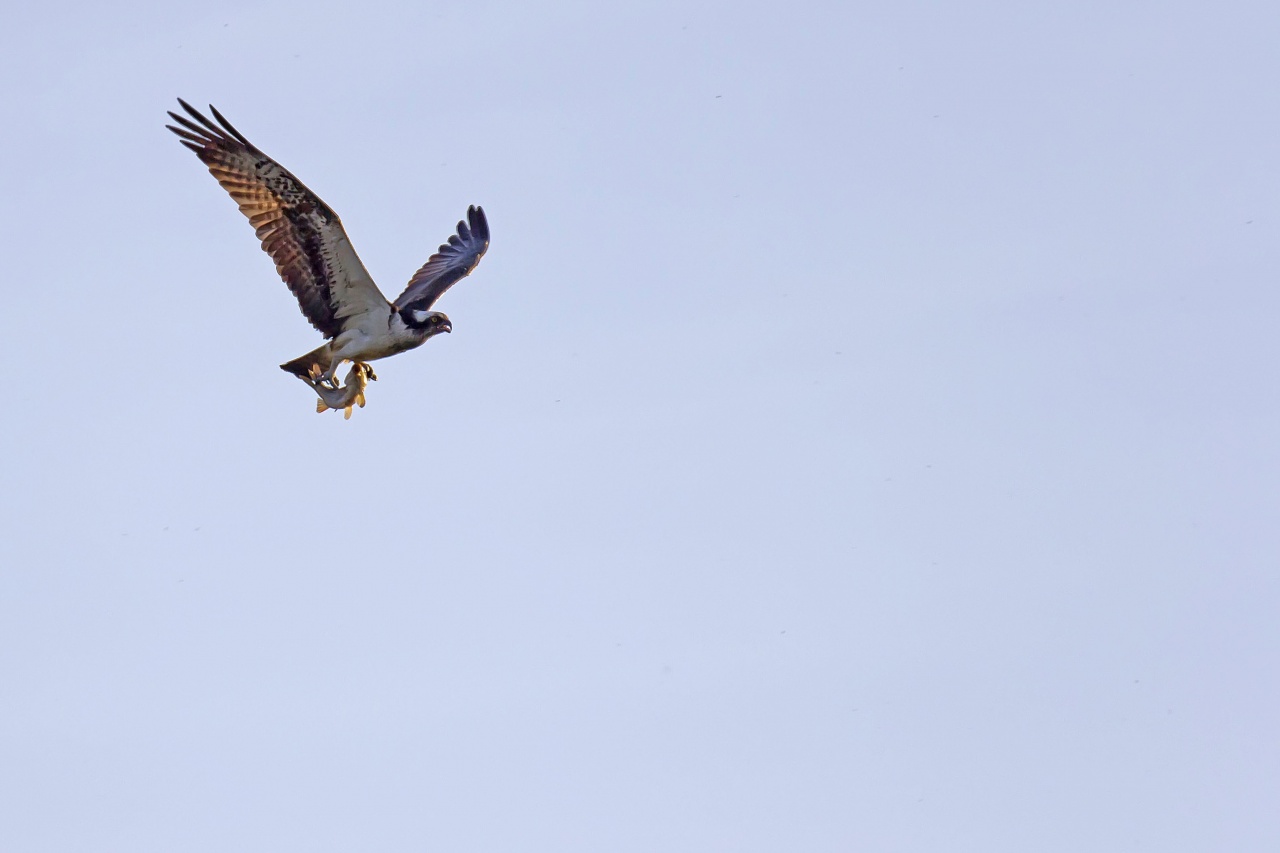 Sigma 70-200 2,8 ex HSM-_mg_7320.jpg