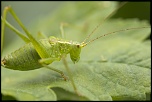 Sigma 70-200 2,8 ex HSM-_mg_3073.jpg