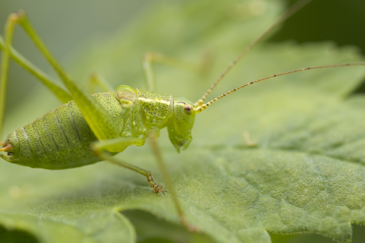 Sigma 70-200 2,8 ex HSM-_mg_3073.jpg