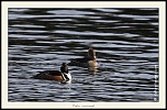 Metz 44 AF - 4C et 300 D-_mg_2987-naturelimages.com.jpg