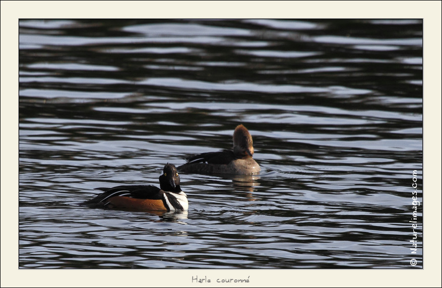 Metz 44 AF - 4C et 300 D-_mg_2987-naturelimages.com.jpg