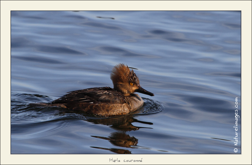 Metz 44 AF - 4C et 300 D-_mg_3010-naturelimages.com.jpg