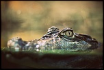 Sigma 70-200 2,8 ex HSM-img_9700.jpg