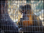 Sigma 70-200 2,8 ex HSM-img_0200.jpg