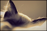 Chats