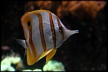 nouveaux membre-img_8272.jpg