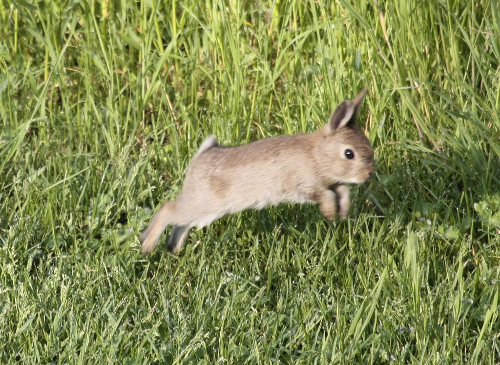 Lapin 02 1024x768