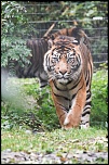 Sigma 70-200 2,8 ex HSM-20111009_parc_des_felins_de_nesles_052_hdfullsize_ld720.jpg