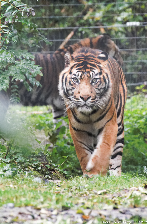 Sigma 70-200 2,8 ex HSM-20111009_parc_des_felins_de_nesles_052_hdfullsize_ld720.jpg