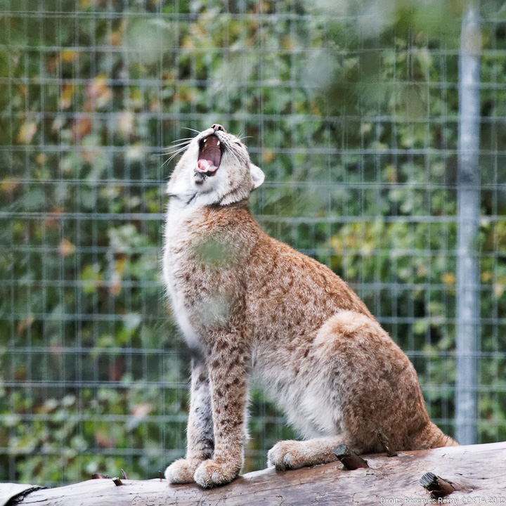 Sigma 70-200 2,8 ex HSM-20111009_parc_des_felins_de_nesles_108_hdfullsize_ld720.jpg