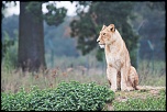 Sigma 70-200 2,8 ex HSM-20111009_parc_des_felins_de_nesles_188_hdfullsize_ld720.jpg