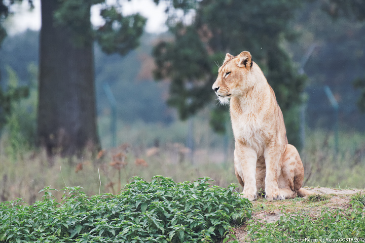 Sigma 70-200 2,8 ex HSM-20111009_parc_des_felins_de_nesles_188_hdfullsize_ld720.jpg