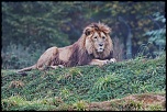 Sigma 70-200 2,8 ex HSM-20111009_parc_des_felins_de_nesles_187_hdfullsize_ld720.jpg