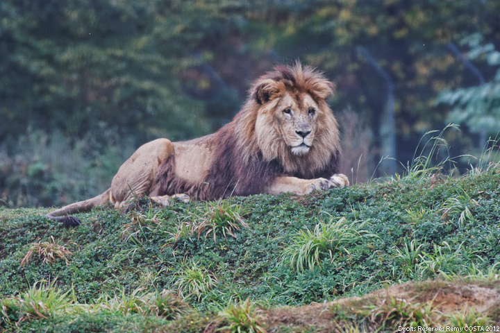 Sigma 70-200 2,8 ex HSM-20111009_parc_des_felins_de_nesles_187_hdfullsize_ld720.jpg