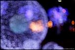 nouveaux membre-20111215_illuminations_de_noel_sur_les_champs-elysees_14.jpg