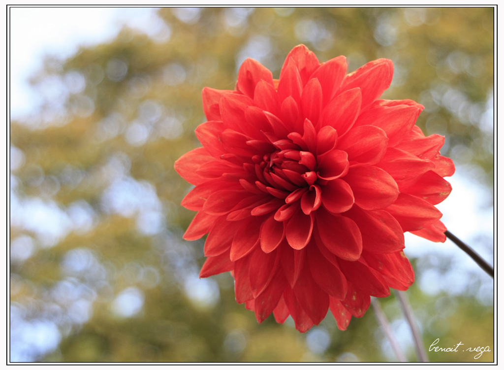 Concours Photo-fleur.jpg