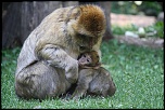Tuto pour installer le new firmware-animaux-singe-retouche1.jpg