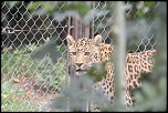 Tuto pour installer le new firmware-felin-guepard1.jpg