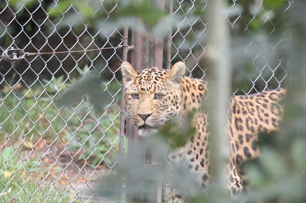 Tuto pour installer le new firmware-felin-guepard1.jpg