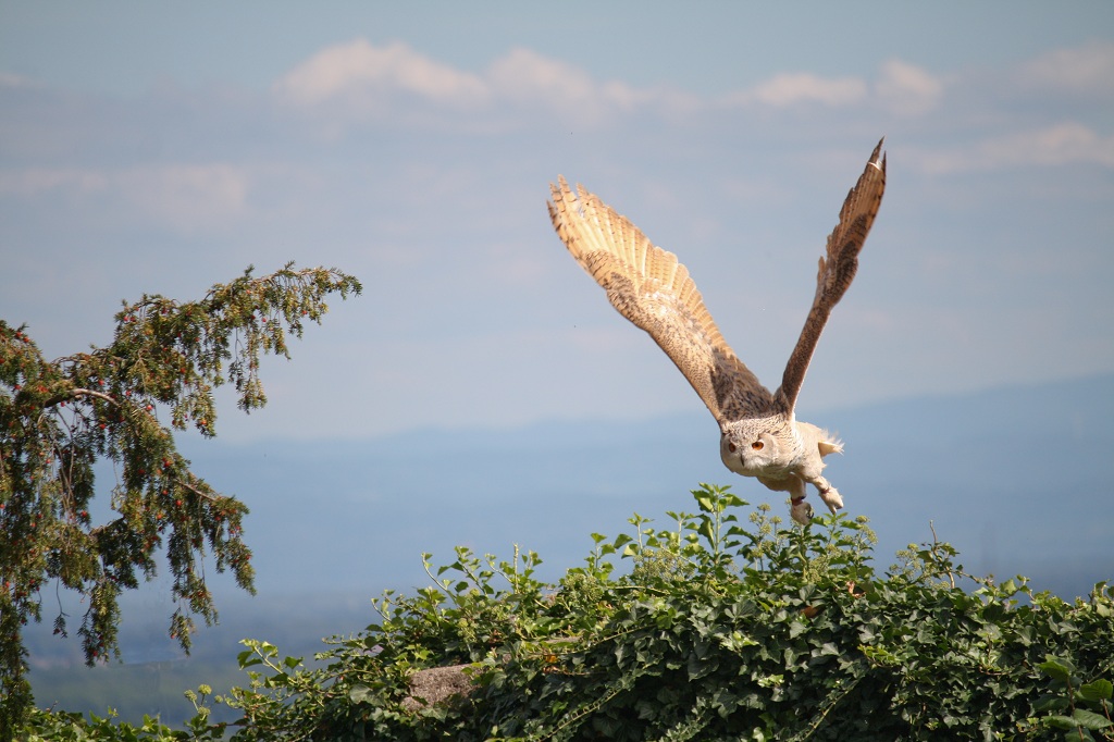 Tuto pour installer le new firmware-oiseaux-chouette-en-vol-red.jpg