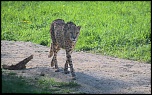 Tuto pour installer le new firmware-felin-jaguar-211.jpg
