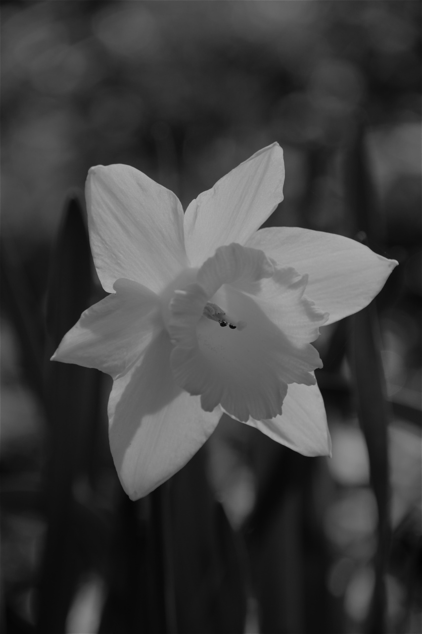 70-300 Sigma APO-img_1293.jpg