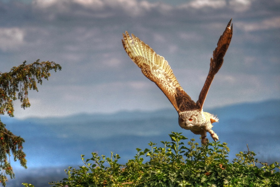 Tuto pour installer le new firmware-oiseaux-chouette-en-vol-ret1redimmenssionner.jpg