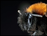 Nouveau Firmware-bourdon-4-final-web.jpg
