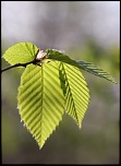 nouveaux membre-img_1530.jpg