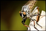 -img_5516_dxo.jpg