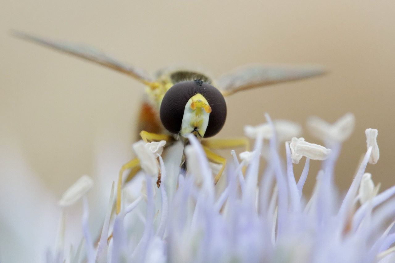 -img_5650_dxo.jpg