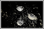 Salut-img_1841.jpg