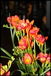-img_2392.jpg