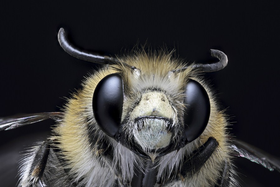 Nouveau Firmware-abeille-1.jpeg