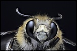 Nouveau Firmware-abeille-1.jpeg
