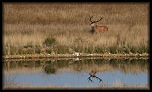brame du cerf