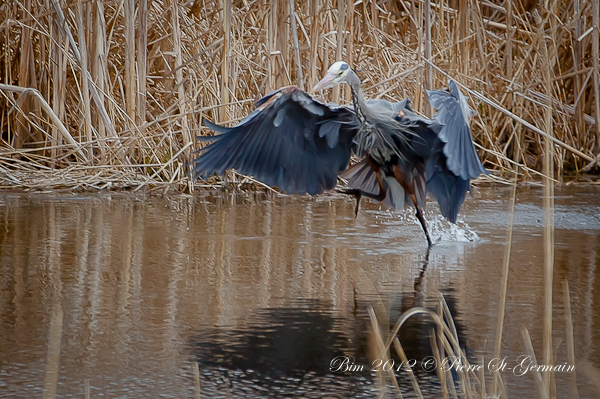 -heron_bim_09.jpg
