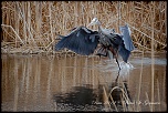 -heron_bim_09.jpg