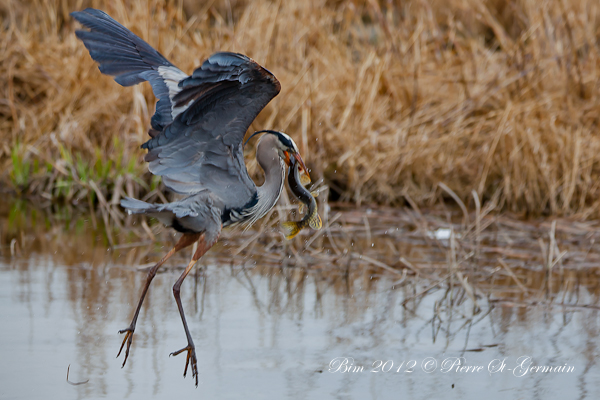 -heron_bim_03.jpg