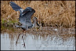 -heron_bim_03.jpg