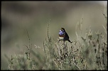 Bonjour...-img_0094.jpg
