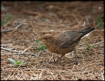 70-300 Sigma APO-3466.jpg
