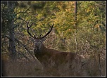 -cerf.jpg
