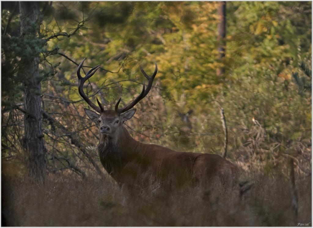 -cerf.jpg