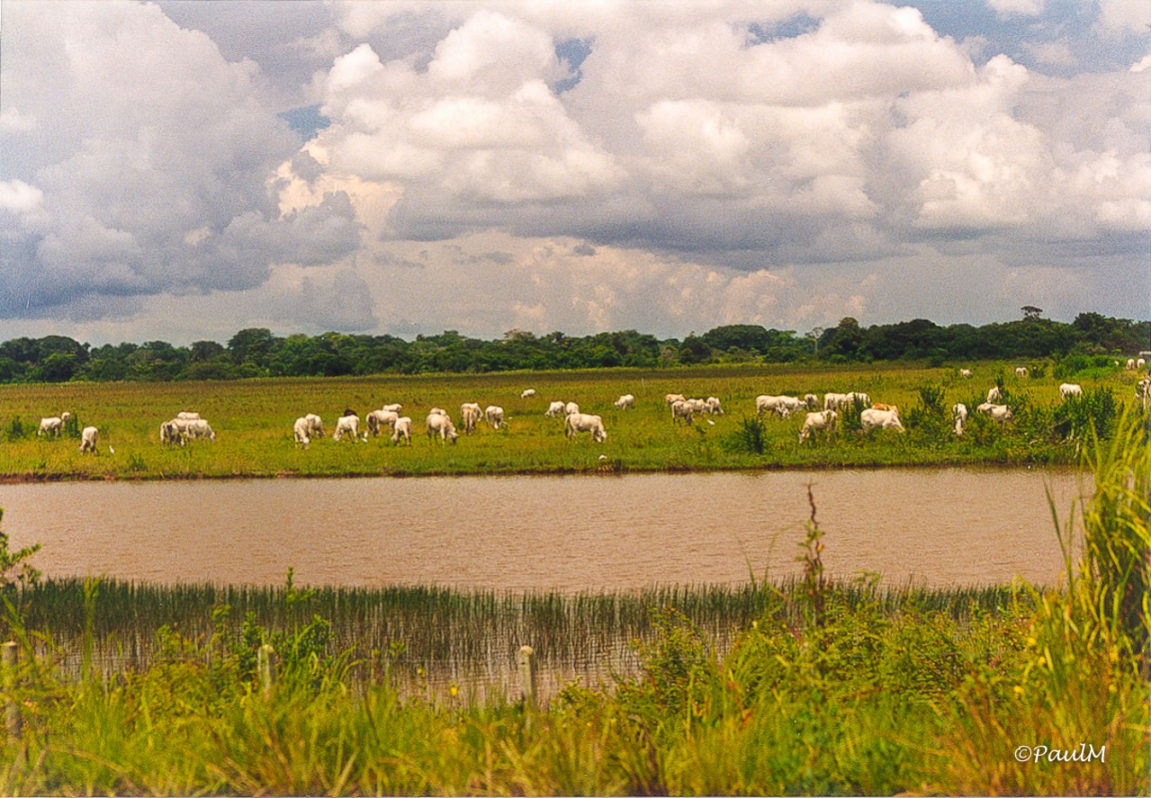 -llanos-1.jpg