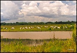 -llanos-1.jpg
