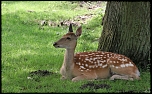 70-300 Sigma APO-3483.jpg