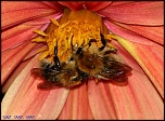 -img_1800.jpg