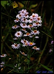 -img_1819.jpg